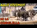 Lagu The candlemakers of the Ejido Cuates de Australia Coahuila making wax from the candelilla of the ...