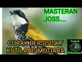 Download Lagu SUARA BURUNG CUCAK BERSISIK /  KUTILANG MUTIARA