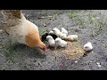Download Lagu mothers hen call her baby chicks to eat-  chicken sound
