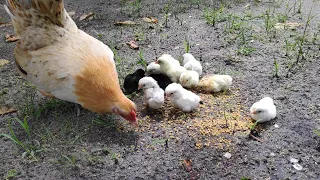 Mothers Hen Call Her Baby Chicks To Eat Chicken Sound 