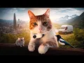 A Movie About a Cat s Life Recorded By the Cat Himself
