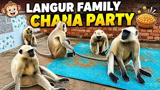 🐒🔥 Ek Saath Itne Langur! Sab Chane Khane Mein Busy 😱