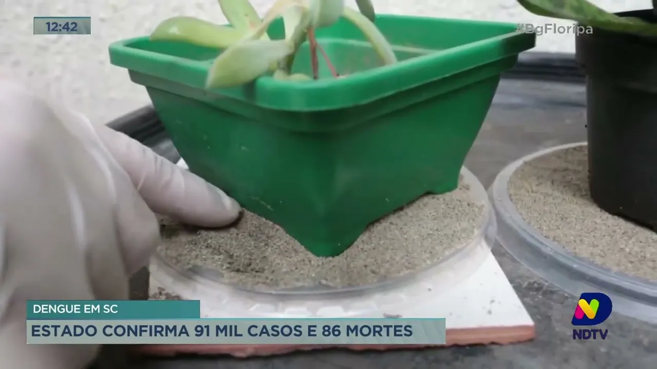 SC confirma 91 mil casos de dengue