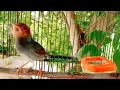 Download Lagu Suara PIKAT Prenjak kepala merah gacor TARUNG ngotot pancingan prenjak merah agar bunyi