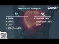 What are CB1 and CB2 receptors