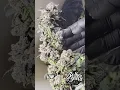 Top 3 Best Tasting Weed Strains of 2025 Most Flavorful Cannabis with Amazing Terpene Profiles