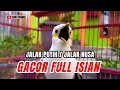 Download Lagu 🔴 PANCINGAN DAN MASTERAN JALAK PUTIH GACOR FULL ISIAN || JALAK NUSA EMOSI MACET TOTAL PALING AMPUH‼️