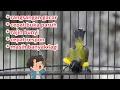 Download Lagu PANCINGAN SOGON MACET - TERAPI SOGON BAHAN OMBYOKAN BIKIN CEPAT RAJIN BUNYI
