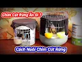 Lagu Cách Nuôi Chim Cút Rừng , Cách Thuần Cho Chim Cút Đồng Ăn Cám | Hoàng Thắng
