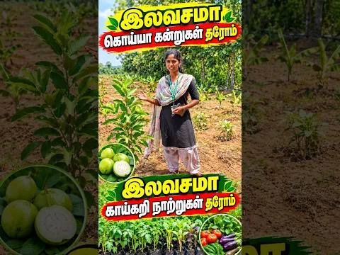 இலவசமா கொய்யா கன்றுகள் தரோம் இலவசமா காய்கறி நாற்றுகள் தரோம் /@pasumaivivashayam