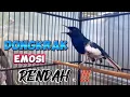 Download Lagu SUARA KACER GACOR PANCINGAN AMPUH UNTUK kacer emosi rendah kurang fighter