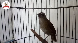 ini diaa pancingan yang bikin jongkangan cepat naik emosi langsung gacor