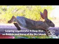 Leaping Lagomorphs A Deep Dive on Rabbits and Hares of the Sky Islands