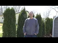 Do Not Buy Arborvitae From Home Depot