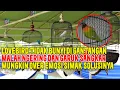 INI SOLUSI !! Lovebird Single Fighter  Tidak bunyi di lapangan Ngeruji dan Paruh Garuk Sangkar