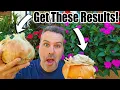 Plant Onions in FALL for BEST RESULTS