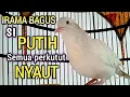 Download Lagu SUARA PERKUTUT PUTIH GACOR irama bagus, untuk pancingan semua jenis perkutut