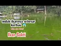 Lagu Ikan Sakti Sungai Janiah | Legenda Manusia Jadi Ikan
