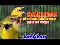 Download Lagu Pleci Dakbal nembak kenari panjang wit wit cerr tanpa glondang