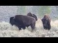 Gay Buffalo
