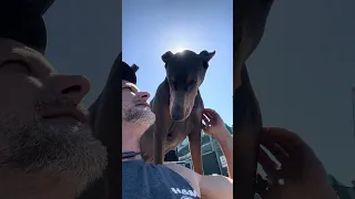#Fyp #dream #pets #doberman