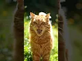 Lagu Angry Cat Sound – Real Male Cat Aggressive Meowing!