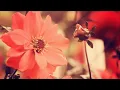 Lawrence - Until Then, Goodbye