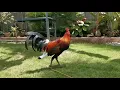 Jason Garces Gamefarm Line - Pure Blueface Hatch