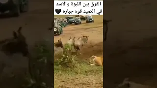الفرق بين اللبوة والاسد في الصيد قوه جباااره 