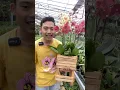 Download Lagu Pot Yang Bagus Untuk merangkai Anggrek yang Cantik🥰😻 #anggrekmurah #rajabungaanggrek #orchid #fyp