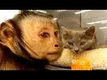 Capuchin MonkeyBoo Shops at PetSmart