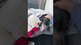 #fyp #dream #doberman #pets #youtube