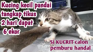 Download Kucing kecil pandai tangkap tikus||calon pemburu handal MP3