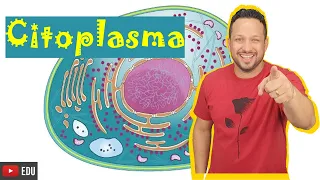Citoplasma - Conceito e Funções - Partes da Célula - Citologia - Tudo que você precisa saber!