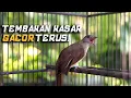 Download Lagu Masteran Kapas Tembak Full Durasi | Tembakan Kasar \u0026 Pancing Gacor Nonstop