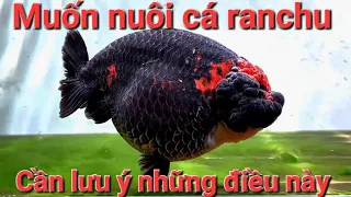Ranchu Fish - Characteristics how to raise and prevent diseases for healthy fish