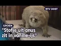 De laatste (!) bever van Nederland is hier opgezet | RTV Oost