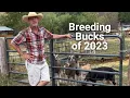Meet The Breeding Bucks of 2023