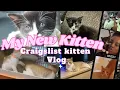 Getting a Kitten off Craigslist com vlog New Kitten