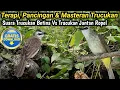 Download Lagu AMPUH BIKIN TRUCUK CEPAT GACOR DAN ROPEL - TERAPI DAN MASTERAN BURUNG TRUCUKAN