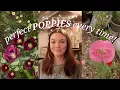 the ONLY way I grow poppies perfect germination you ll never buy seeds again