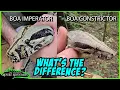 BOA CONSTRICTOR BOA IMPERATOR How to tell the difference