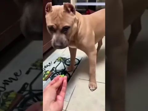 Mascotas que hacen reír! 🤣😂#perros #dog #pets #funny #chistoso