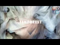 iamforest - iamforest LP - Structures