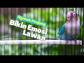 Download Lagu #1 Lovebird Ngekek Panjang Materi Joss Paling Ampuh Buat Labet Lain Jadi Fighter Auto Ngekek Panjang
