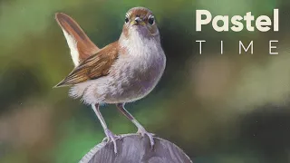 Nightingale in Soft Pastel - Timelapse