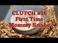 BALL PYTHON EGGS CLUTCH 16