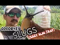 Lagu Control Slugs In Garden |Slug Trap That WORKS!|