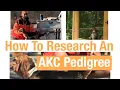 How to research an AKC pedigree