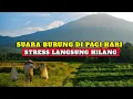 Download Lagu suara burung di alam liar pagi hari - Bikin Semangat